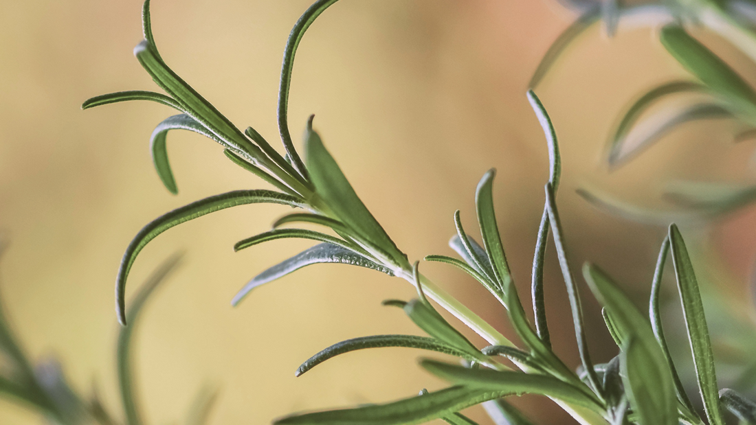 7 Benefits to Rosemary Essential Oil